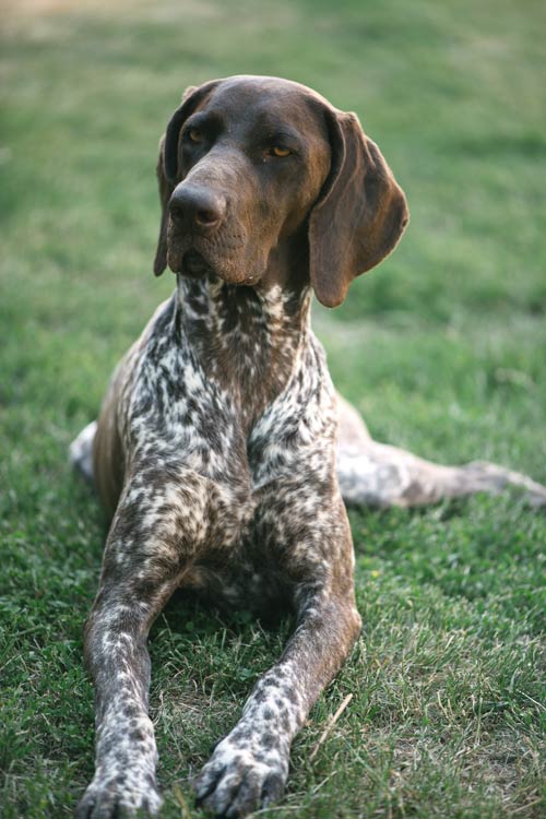 German Shorthair Pointer